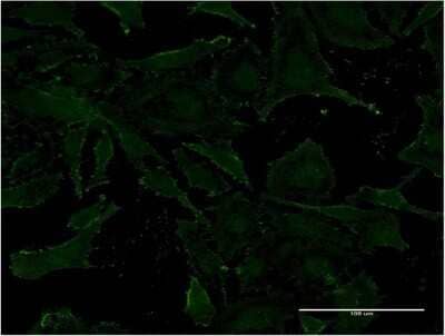 Immunocytochemistry/ Immunofluorescence: Vanin-1/VNN1 Antibody (4E11) [H00008876-M08]