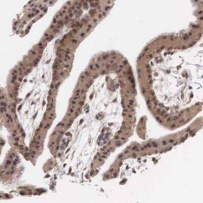 Immunohistochemistry-Paraffin: Vasohibin Antibody [NBP1-82944]