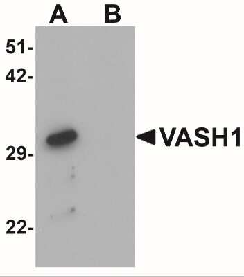 Western Blot: Vasohibin AntibodyBSA Free [NBP1-76579]