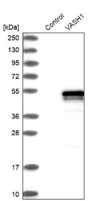 Western Blot: Vasohibin Antibody [NBP1-82944]