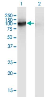 Western Blot: Vasorin/SLIT-like 2 Antibody (4G7) [H00114990-M05]