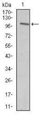 Western Blot: Vav-1 Antibody (2E11)BSA Free [NBP2-37469]