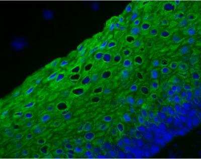 Immunofluorescence: VectaFluor(TM) Excel Amp. anti-Mouse IgG DL488 Ab Kit [DK-2488-NB]