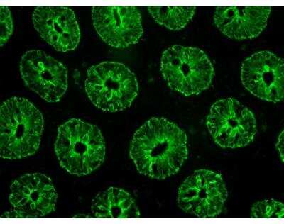 Immunofluorescence: VectaFluor(TM) Excel Amp. anti-Rabbit IgG DL488 Ab Kit [DK-1488-NB]