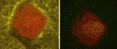 Immunohistochemistry: Vector(R) TrueVIEW(TM) Autofluorescence Quenching Kit [SP-8400-NB]