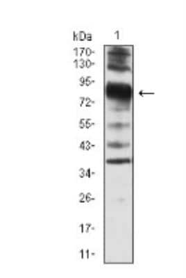 Western Blot: Villin 1 Antibody (3E5G11)BSA Free [NBP2-52585]