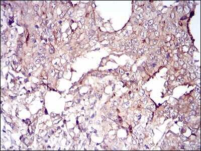 Immunohistochemistry-Paraffin: Villin 1 Antibody (5E3B2) - BSA Free [NBP2-52584]