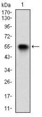 Western Blot: Villin 1 Antibody (5E3B2)BSA Free [NBP2-52584]