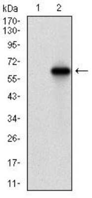 Western Blot: Villin 1 Antibody (5E3B2)BSA Free [NBP2-52584]