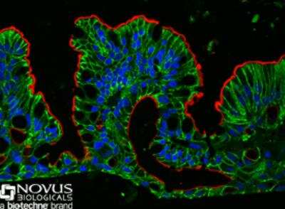 Immunocytochemistry/ Immunofluorescence: Villin 1 Antibody [NBP1-32841]