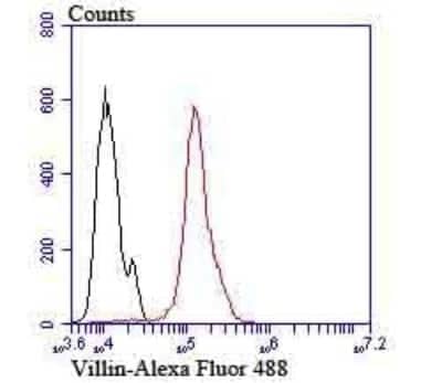Flow Cytometry: Villin 1 Antibody (JU34-75) [NBP2-75707]