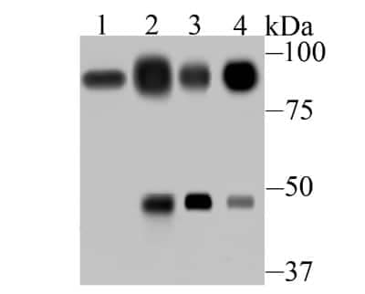 Western Blot: Villin 1 Antibody (JU34-75) [NBP2-75707]