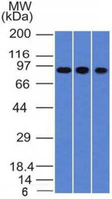 Western Blot: Villin 1 Antibody (VIL1/1314)Azide and BSA Free [NBP2-50081]