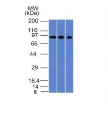 Western Blot: Villin 1 Antibody (VIL1/1325)Azide and BSA Free [NBP2-54515]