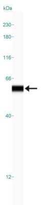 Simple Western: Vimentin Antibody [NBP1-85814]