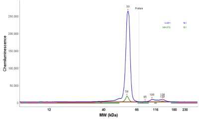 Simple Western: Vimentin Antibody [NBP1-85814]