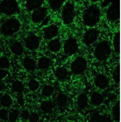 Immunocytochemistry/ Immunofluorescence: Vimentin Antibody (V9) - BSA Free [NBP1-97670]