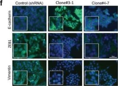 Immunocytochemistry/ Immunofluorescence: Vimentin Antibody (V9) - BSA Free [NBP1-97670]