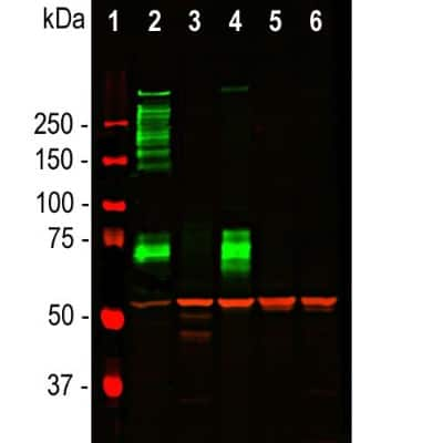 Western Blot: Vimentin Antibody [NB300-223]