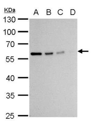Western Blot: Vimentin Antibody [NBP1-31327]