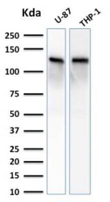 Western Blot: Vinculin Antibody (VCL/2572)Azide and BSA Free [NBP2-79940]