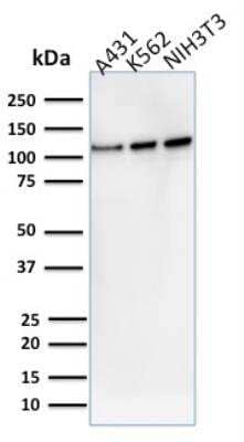 Western Blot: Vinculin Antibody (VCL/2575)Azide and BSA Free [NBP2-79942]