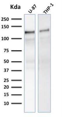 Western Blot: Vinculin Antibody (VCL/2575)Azide and BSA Free [NBP2-79942]