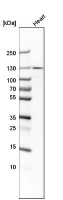 Western Blot: Vinculin Antibody [NBP1-87495]