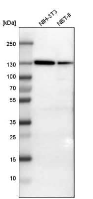 Western Blot: Vinculin Antibody [NBP1-87495]