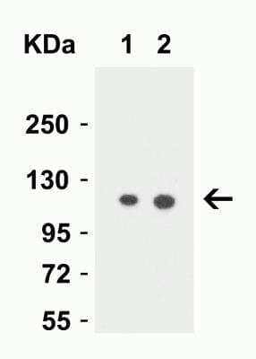 Western Blot: Vinculin AntibodyBSA Free [NBP2-41237]