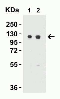 Western Blot: Vinculin AntibodyBSA Free [NBP2-41237]