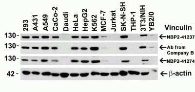 Western Blot: Vinculin AntibodyBSA Free [NBP2-41274]