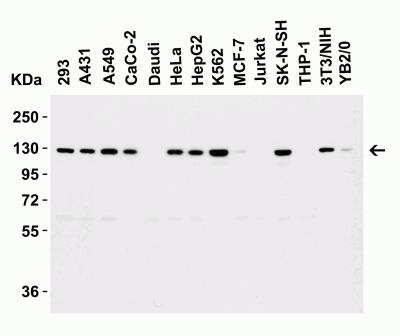 Western Blot: Vinculin AntibodyBSA Free [NBP2-41274]