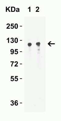 Western Blot: Vinculin AntibodyBSA Free [NBP2-41274]