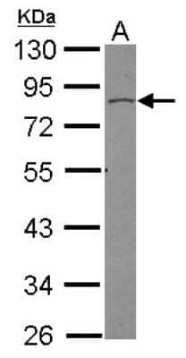 Western Blot: Vinexin Antibody [NBP2-20860]