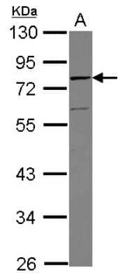 Western Blot: Vinexin Antibody [NBP2-20861]