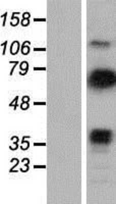 Western Blot: Vinexin Overexpression Lysate [NBP2-11026]