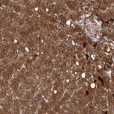 Immunohistochemistry-Paraffin: Viperin Antibody [NBP1-84467]