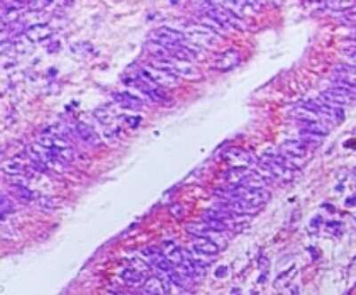 Immunohistochemistry-Paraffin: Viperin Antibody [NBP2-03971]