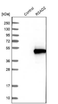 Western Blot: Viperin Antibody [NBP1-84467]