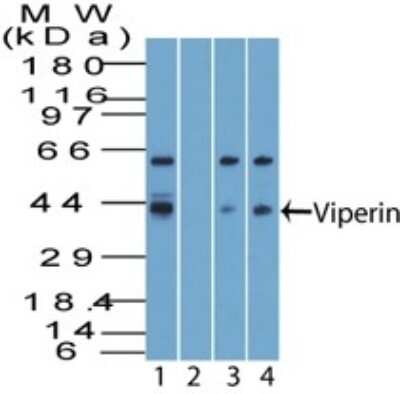 Western Blot: Viperin Antibody [NBP2-03971]