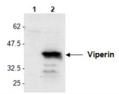 Western Blot: Viperin Antibody [NBP2-89062]