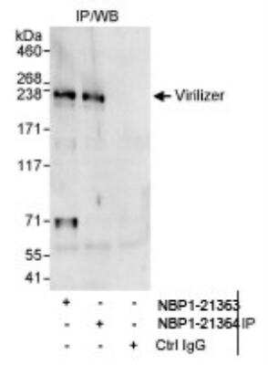 Immunoprecipitation: Virilizer Antibody [NBP1-21363]