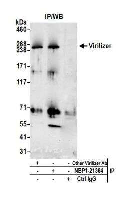 Immunoprecipitation: Virilizer Antibody [NBP1-21364]