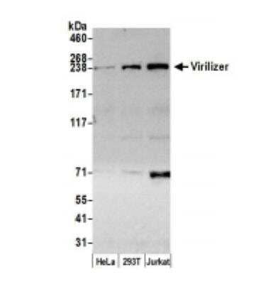 Western Blot: Virilizer Antibody [NBP1-21364]