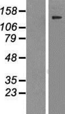 Western Blot: Virilizer Overexpression Lysate [NBP2-04796]