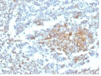 Immunohistochemistry-Paraffin: Vitamin D BP Antibody (VDBP/4482) [NBP3-13924]