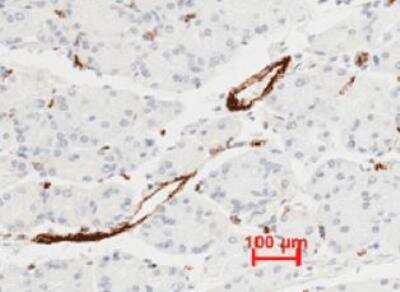Immunohistochemistry-Paraffin: Von Willebrand Factor Antibody (111) [NBP2-89724]