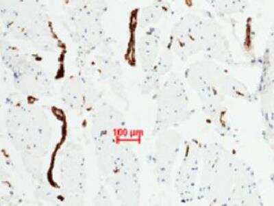 Immunohistochemistry-Paraffin: Von Willebrand Factor Antibody (111) [NBP2-89724]