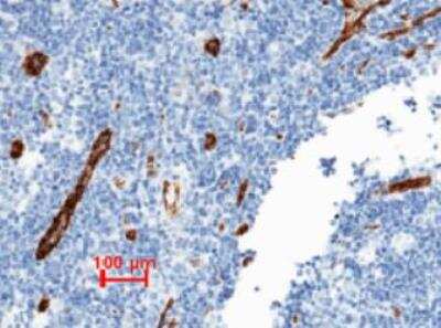 Immunohistochemistry-Paraffin: Von Willebrand Factor Antibody (111) [NBP2-89724]